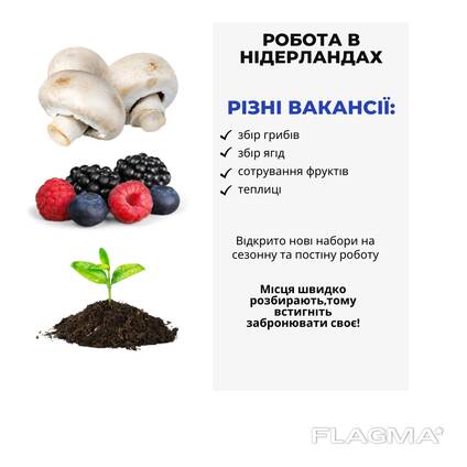 Робота в Нідерландах