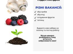 Робота в Нідерландах
