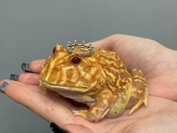 Рогатка прикрашена