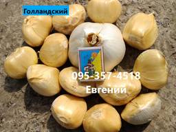 Рокамболь чеснок, часник Голландский, Кипрский