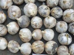 Рокамболь чеснок однозубка, испанский, кипрский, голландский