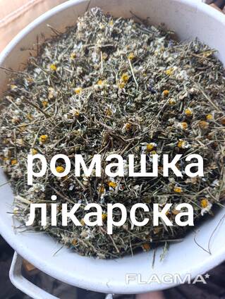 Ромашка лікарська