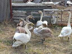 Роскошный домашний декоративный белый лебедь (крыло купировано)