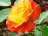 Роза плетистая Румба - фото 1