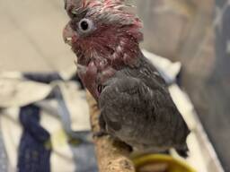 Рожевий какаду