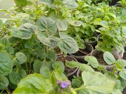 Розсада квітів, огірків, помідорів, капусти, перцю