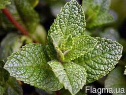 Розсада мяти