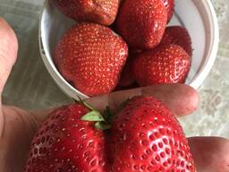 Розсада саджанці Полуниці Чамора Турусі великоплідний сорт