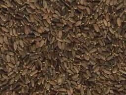 Розторопша