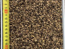 Розторопша / расторопша / Milk thistle seeds