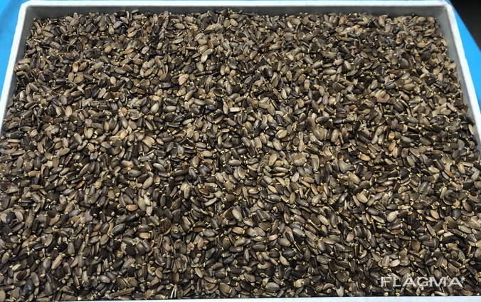 Розторопша / расторопша / Milk thistle seeds Плоди