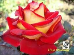 Розы, штамбовые, плетистые, бордюрные, плетистая, кустовые,