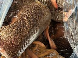 Рубець [шлунок] яловичий