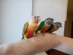 Ручна піррура