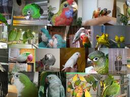 Продам папуг оптом різні види