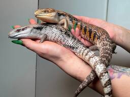 Ручная интересная ящерица синеязыкий сцинк Tiliqua