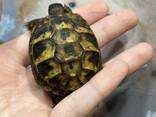 Ручні черепашки, травоїдна черепаха, маленька черепаха балканська - фото 2