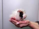 Ручні морські свинки, мурчак, розеточні, скінні, нормал, та інші - фото 2