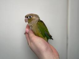 Ручні окільцьовані папужки Піррура, з днк тестами від 1.5місяці