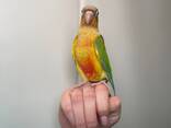 Ручні окільцьовані папужки Піррура, з днк тестами від 1.5місяці - фото 1