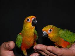 Ручні папужки аратинга, сонячний аратинга та аратинга яндайя