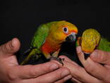 Ручні папужки аратинга, сонячний аратинга та аратинга яндайя - фото 2
