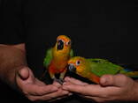 Ручні папужки аратинга, сонячний аратинга та аратинга яндайя - фото 3