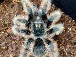 Ручні павуки птахоїди, версіколор, емілія, альбопілосум, павук смітті - фото 1