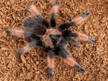 Ручні павуки птахоїди, версіколор, емілія, альбопілосум, павук смітті - фото 3