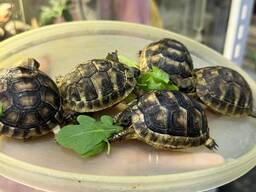 Ручні сухопутні черепашки: середньоазійські, окайомлені, балканські
