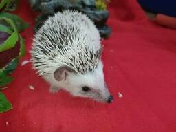 Ручной декоративный ёжик. Африканский ёж.