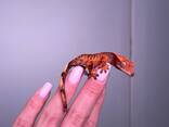 Ручной гекон для дома, бананоед, маленький гекон, ящерица - фото 3