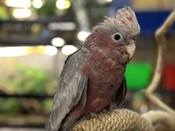 Ручной попугай Какаду Розовый карликовый