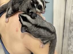 Ручной сахарный поссум девочка и мальчик 2 мес