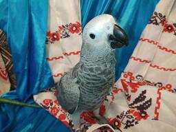 Ручной выкормыш Жако. Умный попугай.