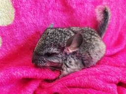 Ручные дети шиншиллы. Идеальный Воспитанник.