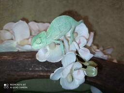 Ручные еменские хамелеоны. Малыши. Самцы и самки.