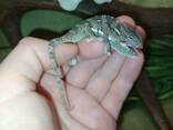 Ручные еменские хамелеоны. Малыши. Самцы и самки. - фото 3