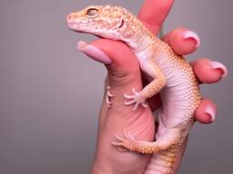 Ручные эублефары, морфные яркие мальчики и довочки