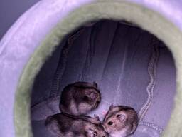 Ручные хомяки, разные красивые окрасы, не агресивные