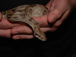 Ручные императорские удавы Boa constrictor imperator