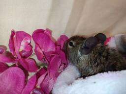 Ручные маленькие белочки дегу. Ручные малыши.