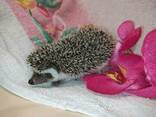 Ручные малыши африканские ёжики. - фото 1