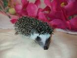 Ручные малыши африканские ёжики. - фото 2