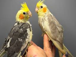 Ручные малыши выкормишы корелла, корела красивые ручные птички