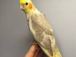 Ручные малыши выкормишы корелла, корела красивые ручные птички - фото 3