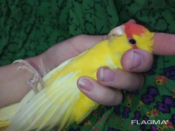 Попугайчики какарики. Жёлтого и зелёного окраса. Самцы и самки.