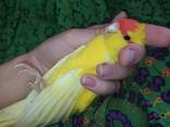 Попугайчики какарики. Жёлтого и зелёного окраса. Самцы и самки. - фото 3