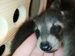 Ручные, сказочные малыши Еноты. Енот Полоскун. Самцы и самки. - фото 2