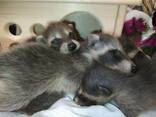 Ручные, сказочные малыши Еноты. Енот Полоскун. Самцы и самки. - фото 1